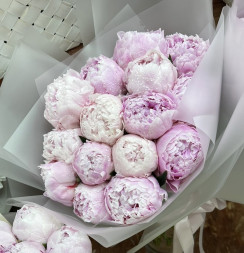 15 пионов Сара Бернар